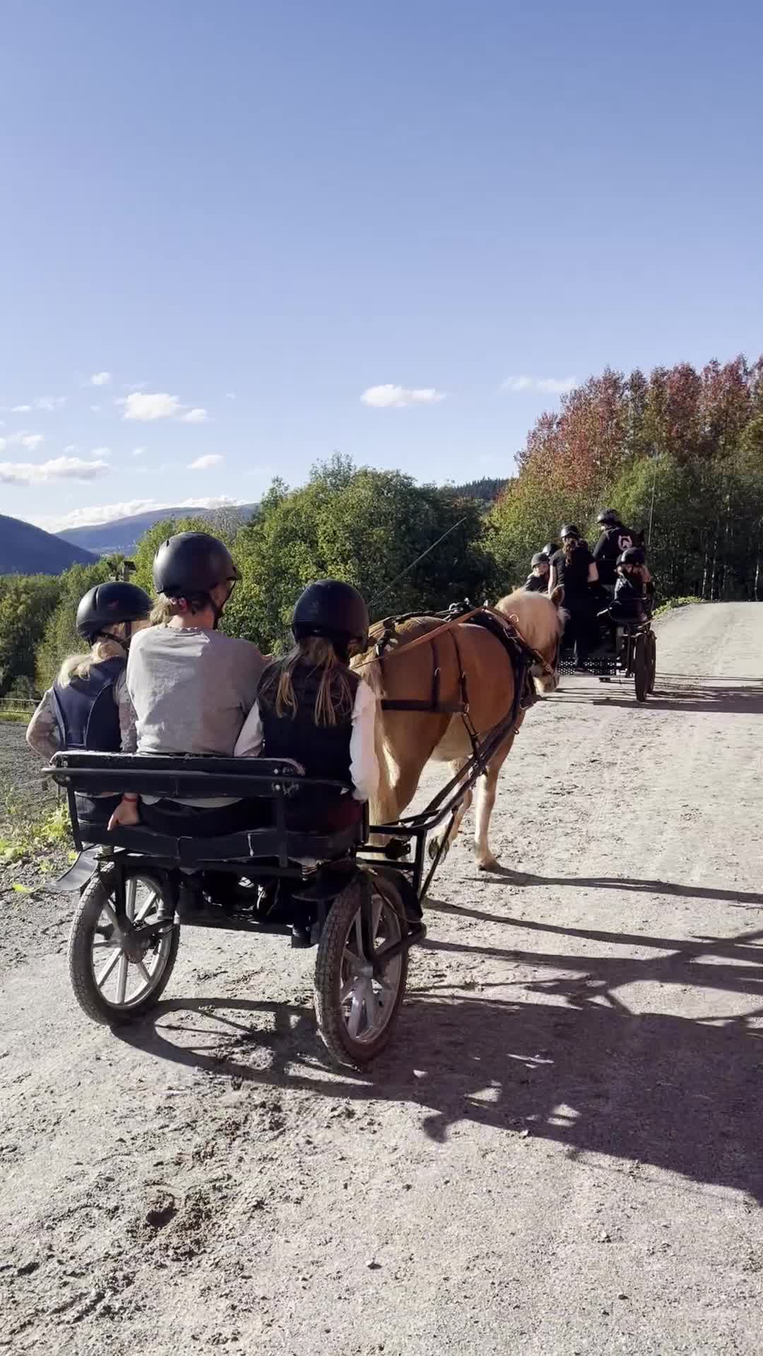 Körning hästar till salu: Bästa vän för körning och ridning - Video 4