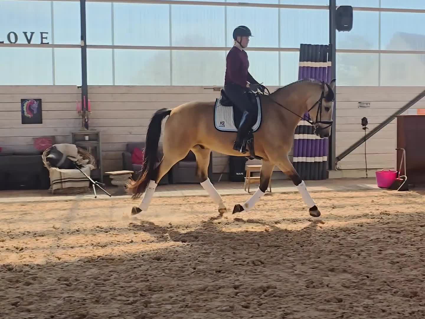 Dressyr hästar till salu: Unik dressyrhäst  - Video 1