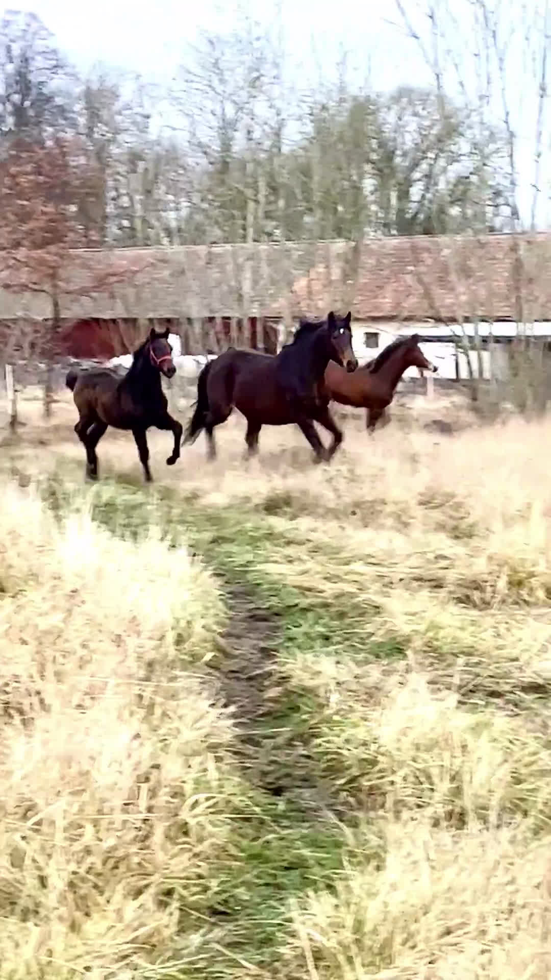 Dressyr hästar till salu: BOKAD: Avelssto dräktig m Hesselhøj D.U i Kalmar - Video 3