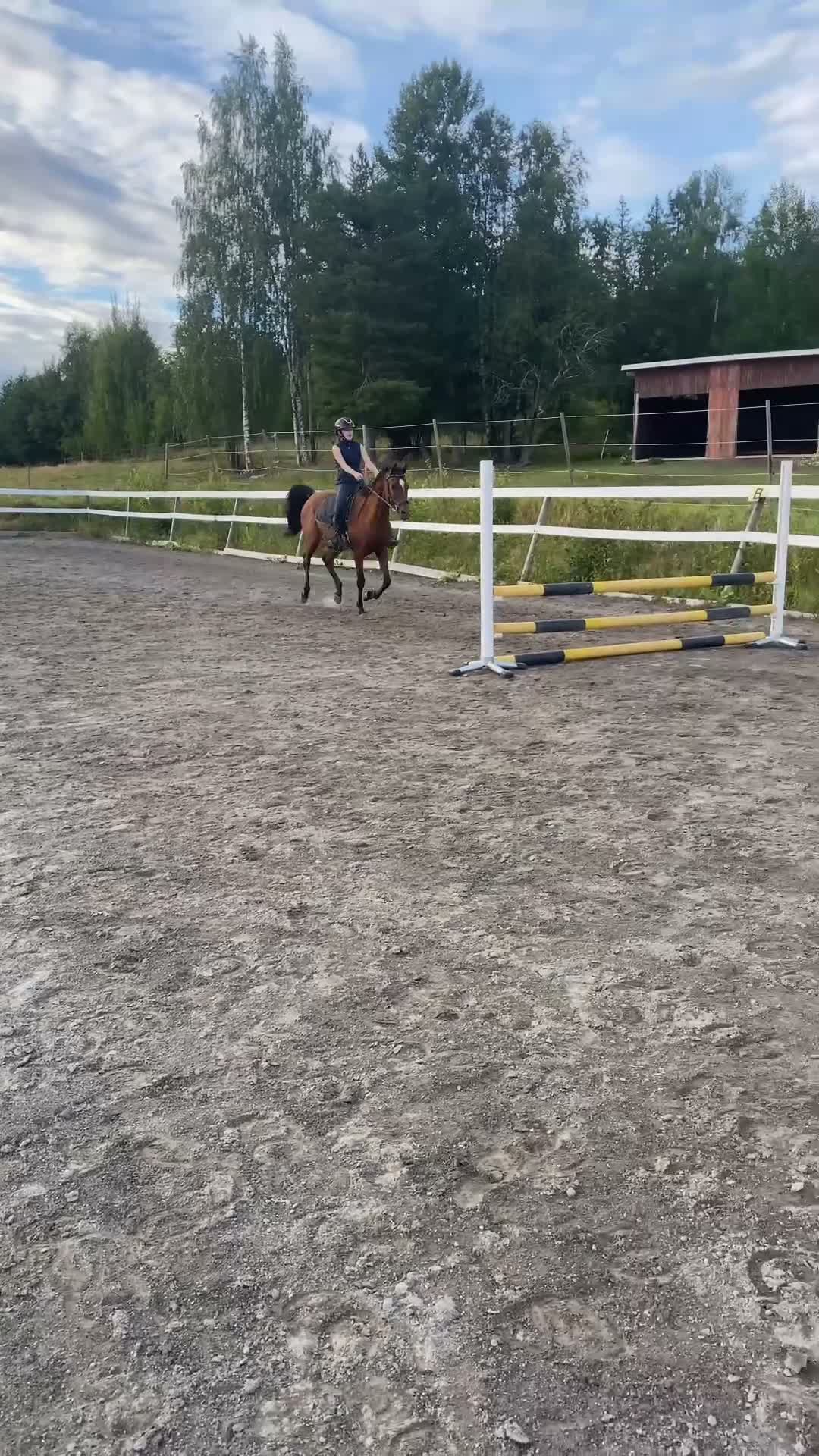 Allround hästar till salu: Fantastisk allroundhäst i Bjästa - Video 2