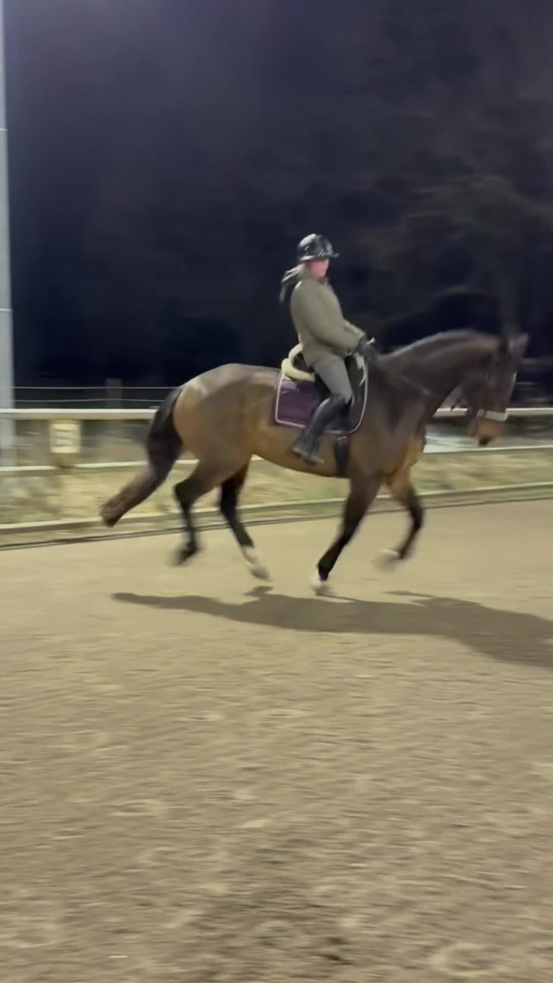 Allround hästar till salu: Trevlig valack till hopp eller dressyr i Alingsås - Video 2