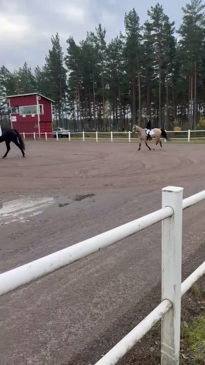 Dressyr hästar till salu: Fantastisk dressyrponny med hjärtat på rätt ställe - Video 2