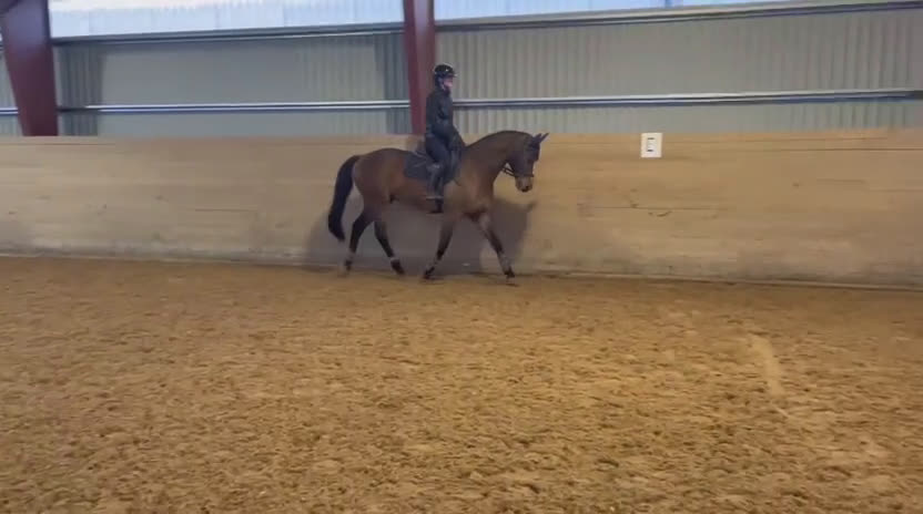 Hoppning hästar till salu: Lyxig hobbyhäst - Video 1