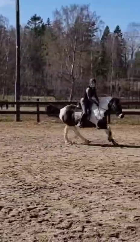 Allround hästar till salu: Dags för vår fina Charlie att hitta en ny ryttare i Munkedal - Video 1