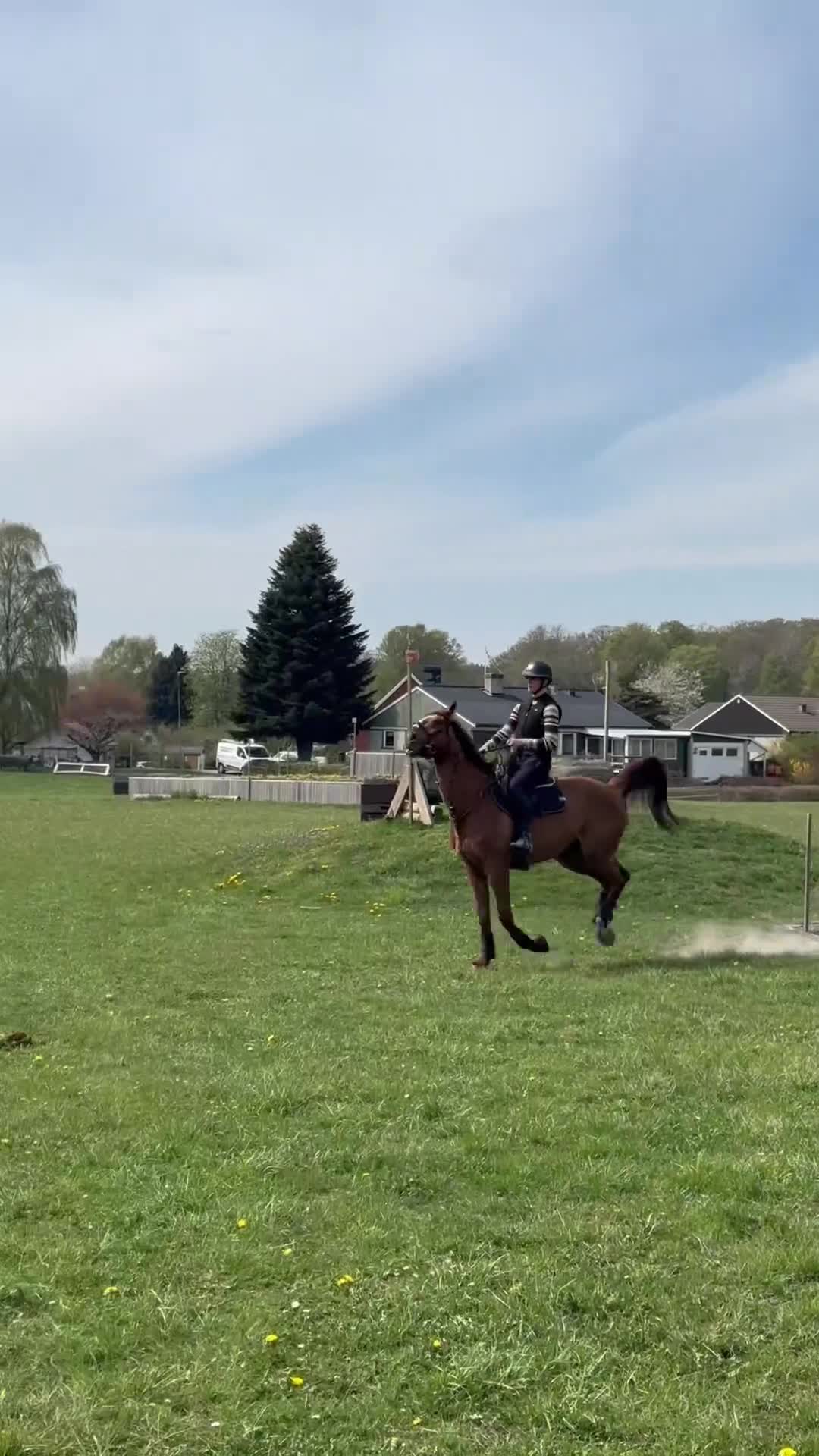 Allround hästar till salu: Fint fuxsto - Video 1