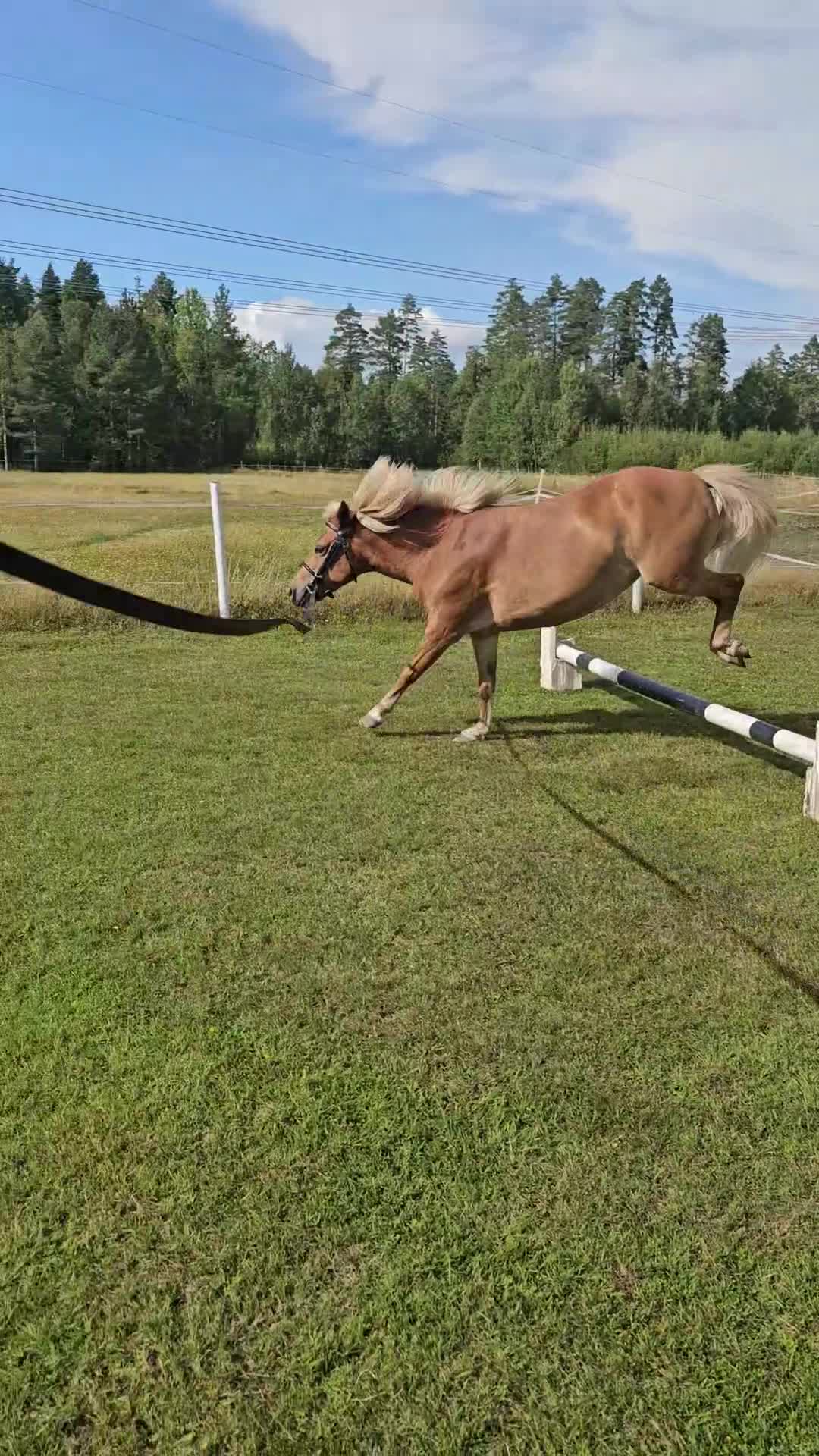 Övrigt hästar till salu: Gotlandsruss med minishettis på köpet i Ervalla - Video 4