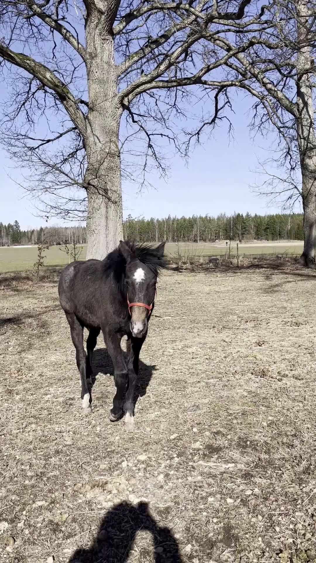 Hoppning hästar till salu: Skimmelsto med prestationsstam - Video 1