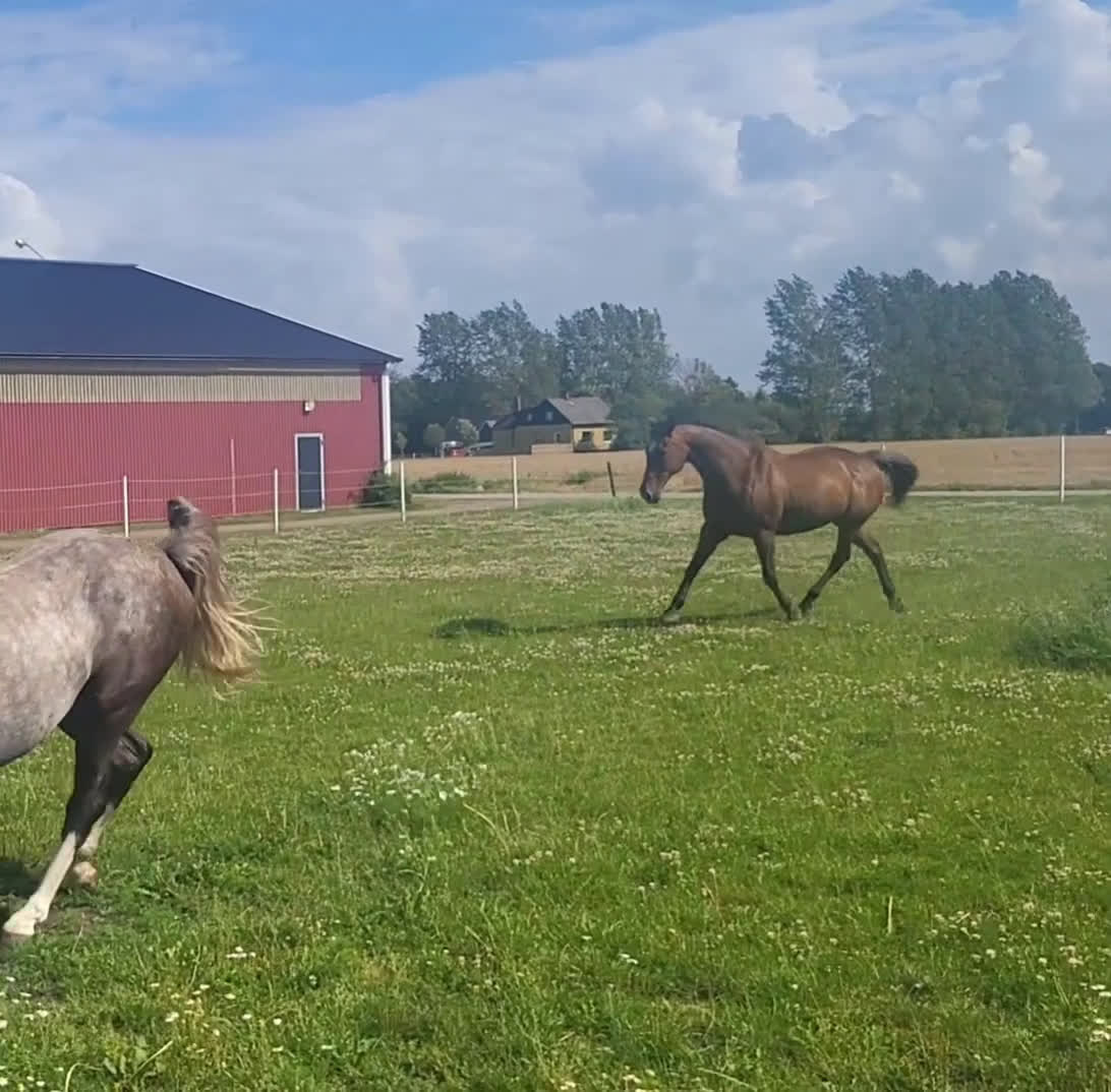 Sällskap hästar till salu: Bästa sällskapshästen - Video 2