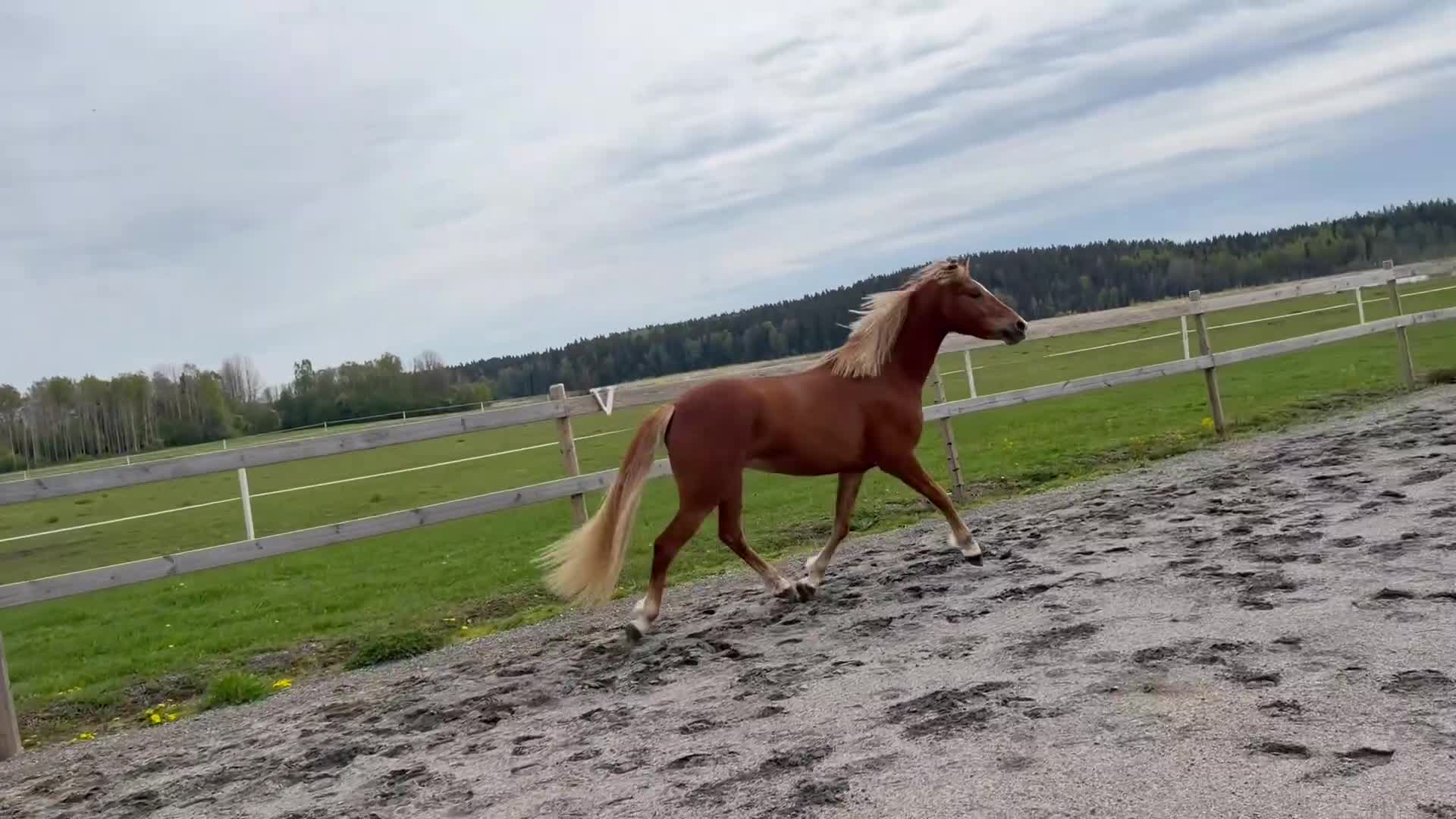 Allround hästar till salu: Unik 3-åring - Video 3