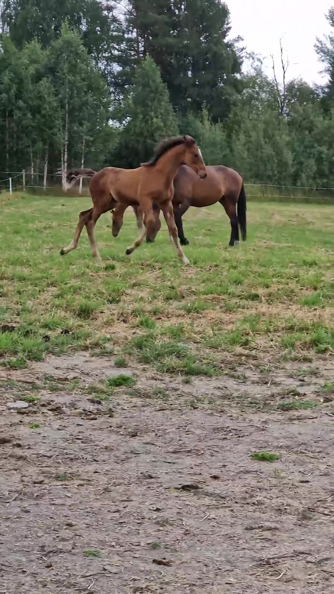 Hoppning hästar till salu: Hingstämne med intressant stam i Bjurholm - Video 1