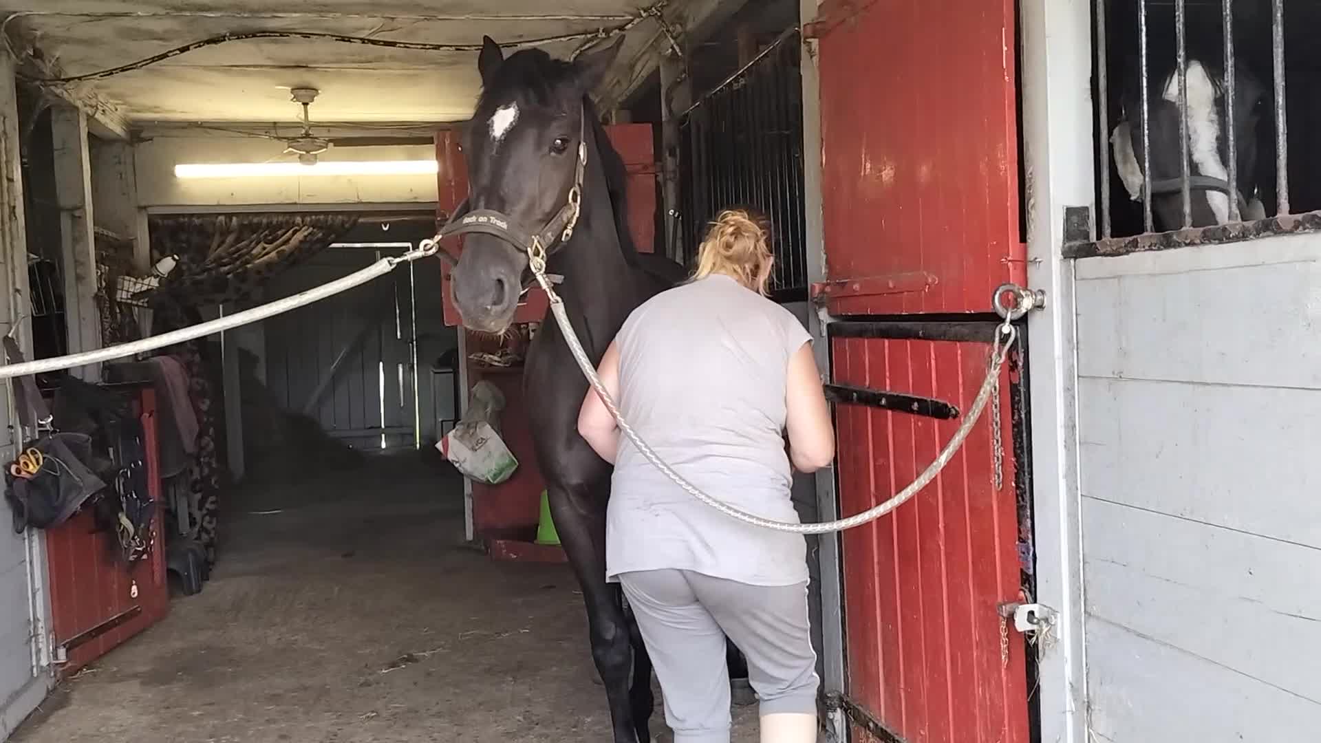 Allround hästar till salu: Trevlig 3-årig halvblodsvalack - Video 3