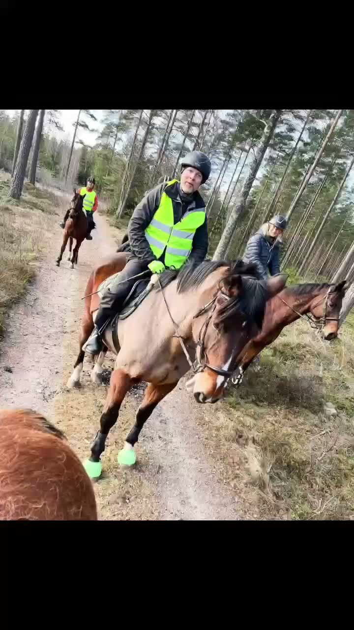 Allround hästar sökes: Söker trygg, stabil, läromästare - Video 3