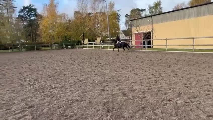 Allround hästar till salu: Fantastisk C ponny valack  - Video 1