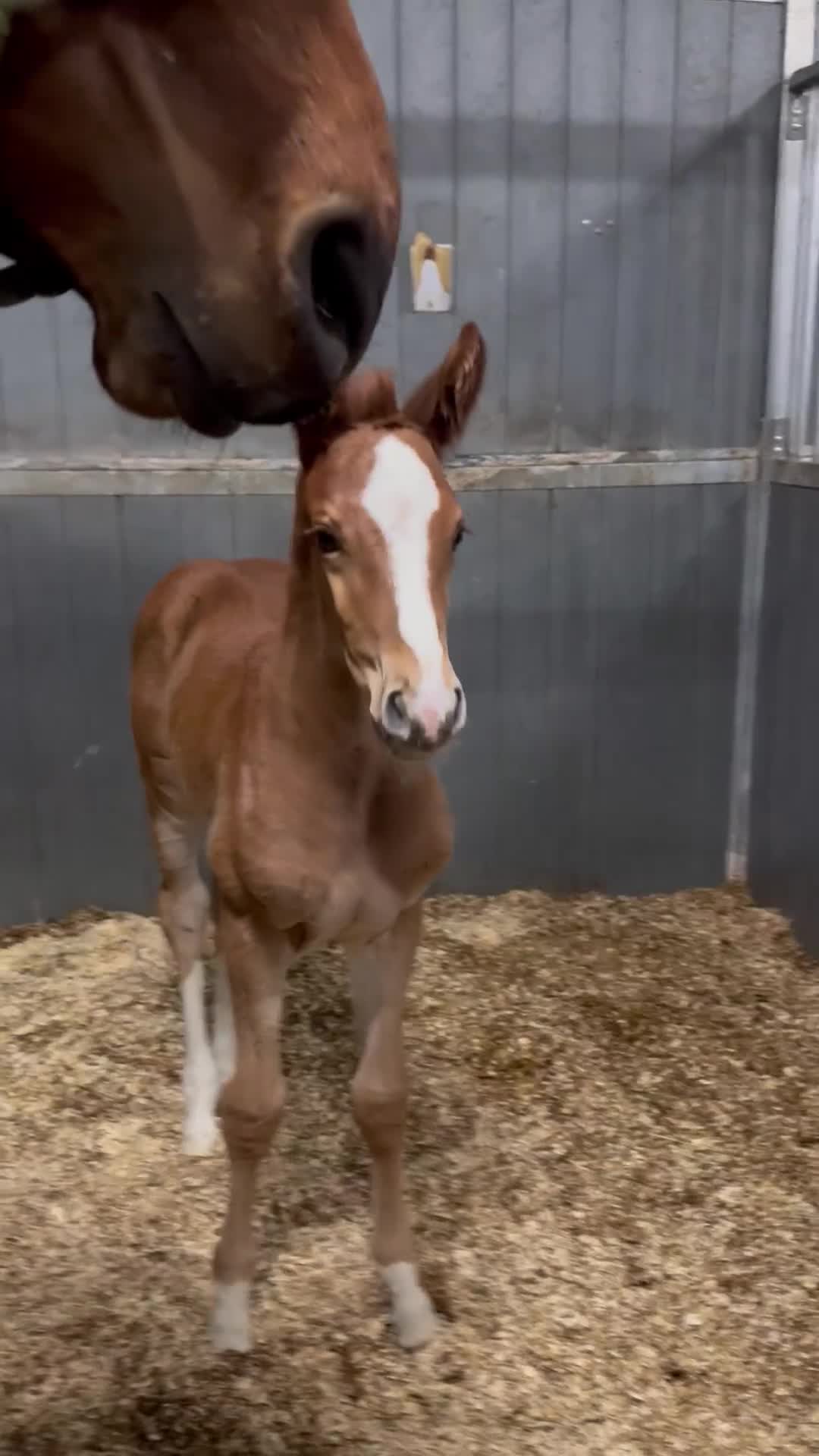 Hoppning hästar till salu: Ermitage-Chacco Blue stoföl internat. toppmöderne i Enköping - Video 1