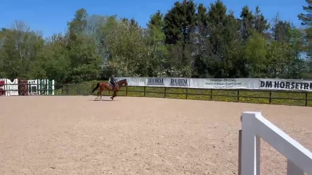 Hoppning hästar till salu: SWB Valack - Video 2
