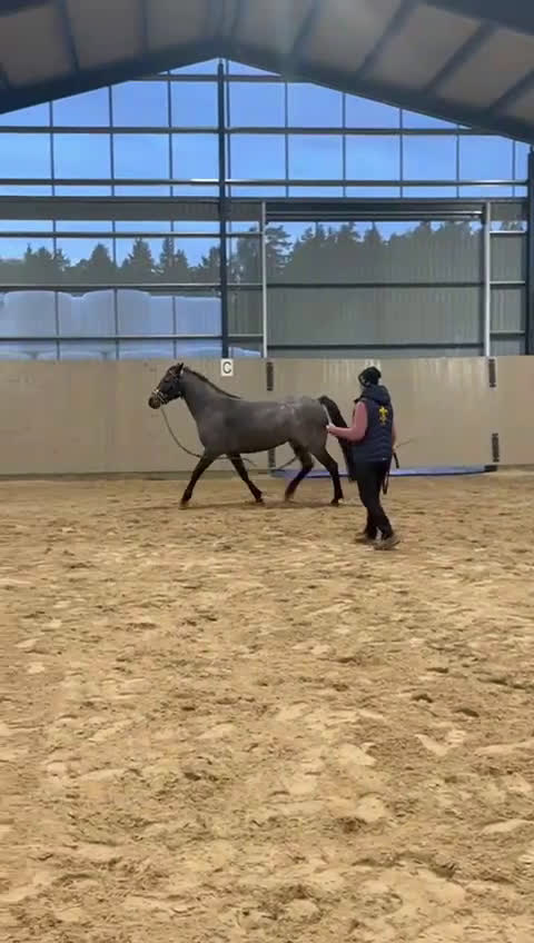 Allround hästar till salu: Connemarasto  i Örsundsbro - Video 1