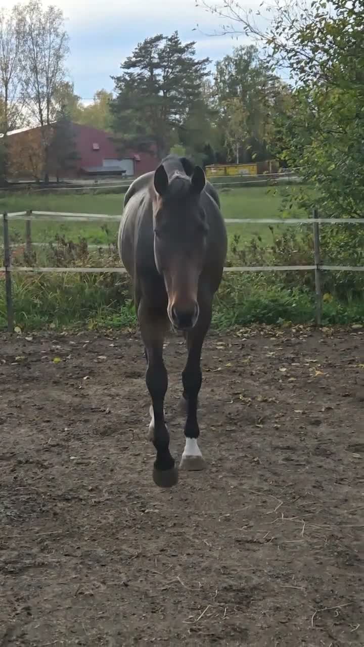  medryttarhäst finnes: Medryttare sökes - Video 1
