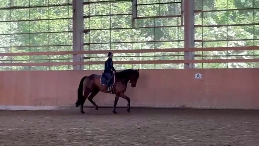 Hoppning hästar till salu: Super söt bästa vän!  i Vellinge - Video 2