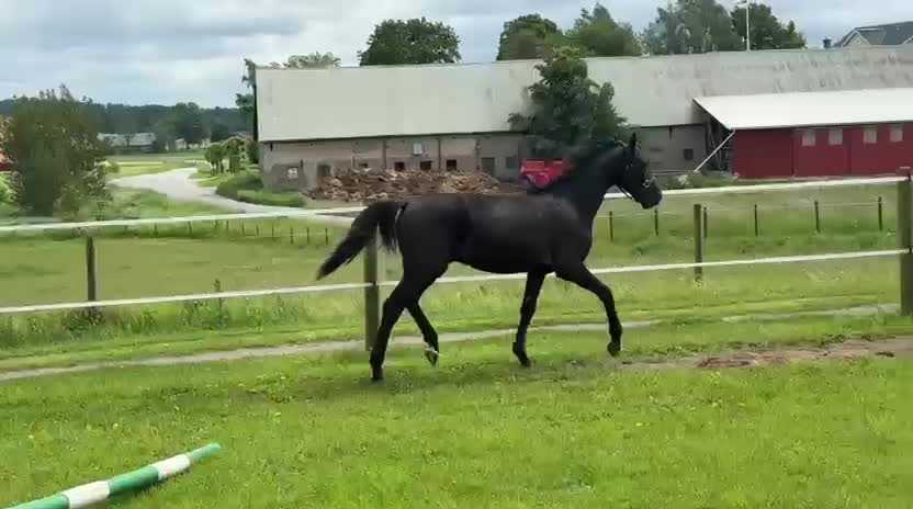 Allround hästar till salu: Ettårig allround valack - Video 2