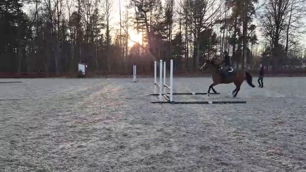 Allround hästar till salu: Läromästare och bästa vän i Tranås - Video 3
