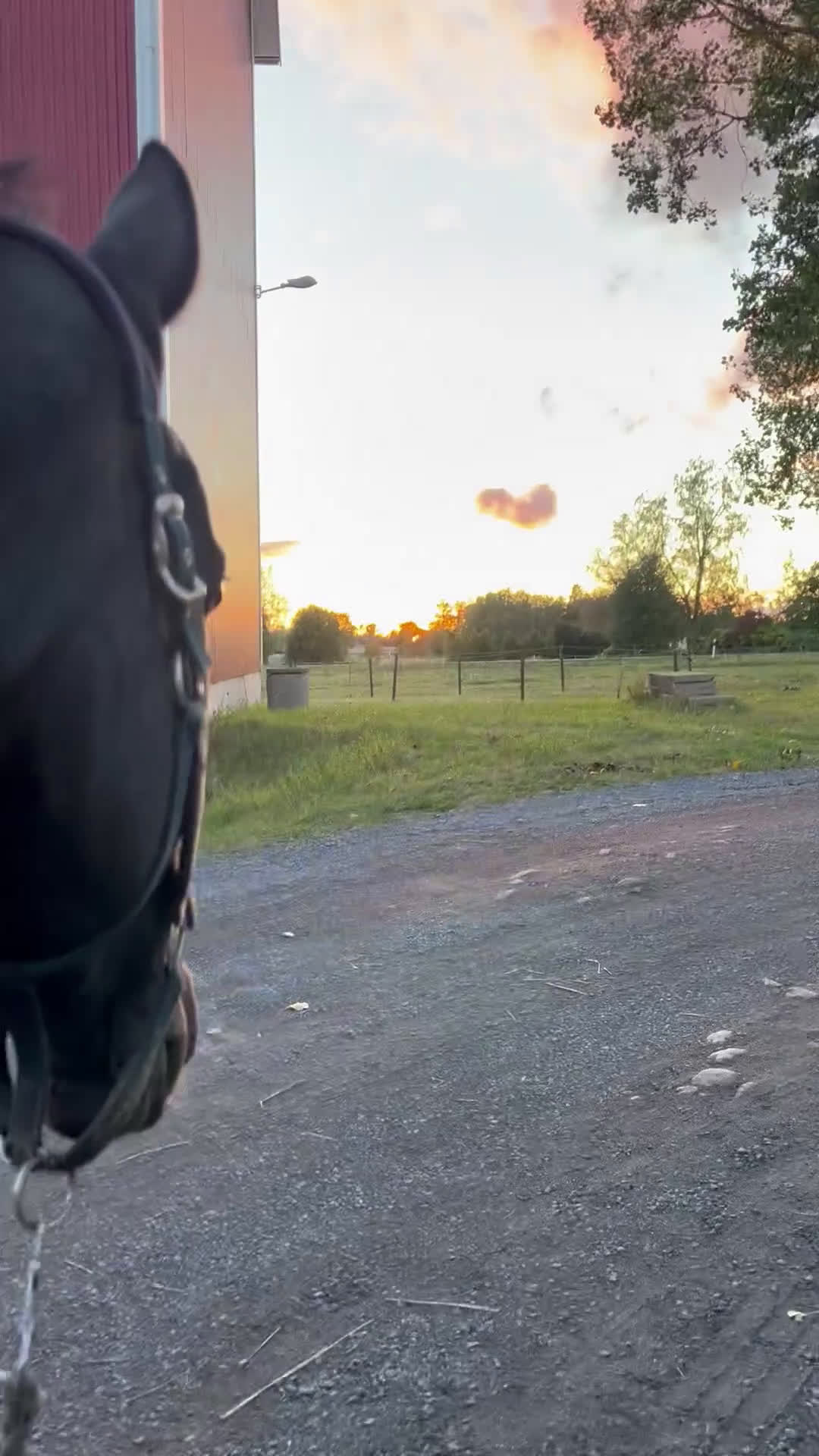 Allround hästar till salu: Lyxig hobbyhäst för dig med tålamod  - Video 1