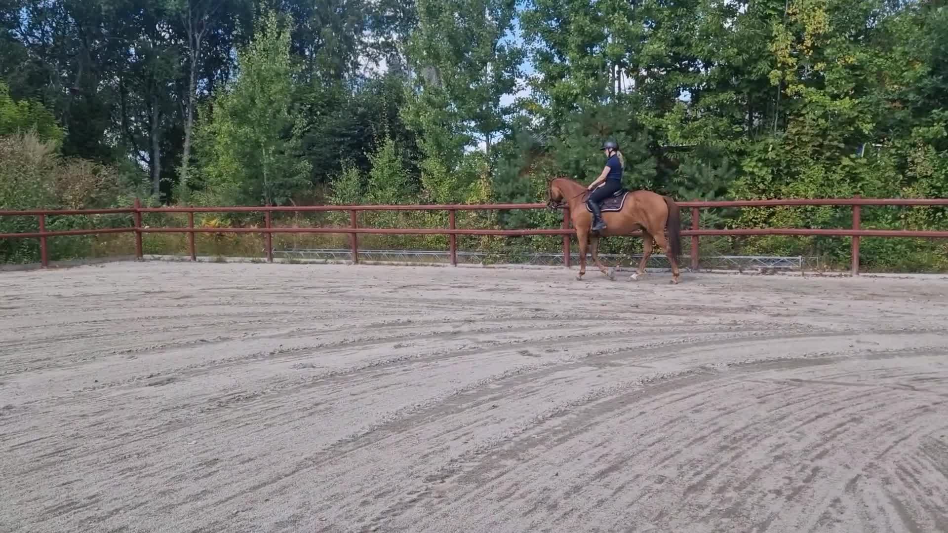 Dressyr hästar till salu: Social häst till lättare träning - Video 1