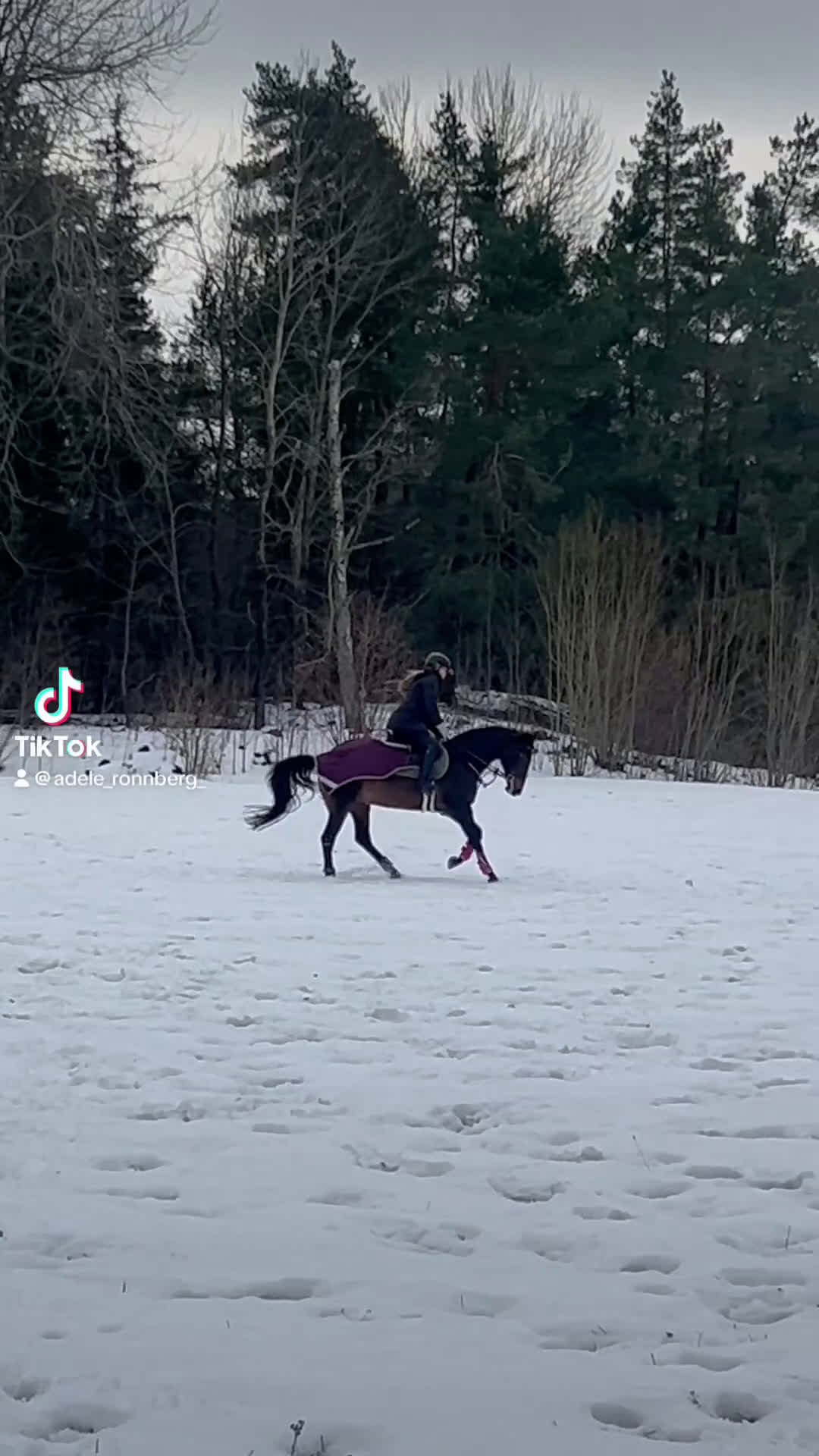 Allround hästar till salu: Otroligt snäll sällskapsponny i Djursholm - Video 1