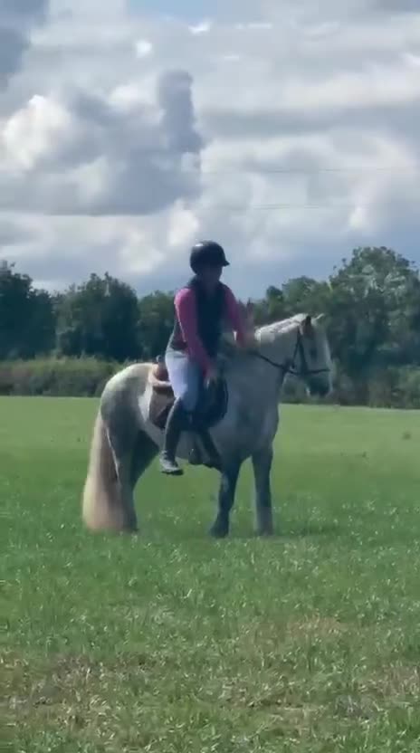 Allround hästar till salu: Trygg och snygg valack! 💙 "Ny film!" - Video 2
