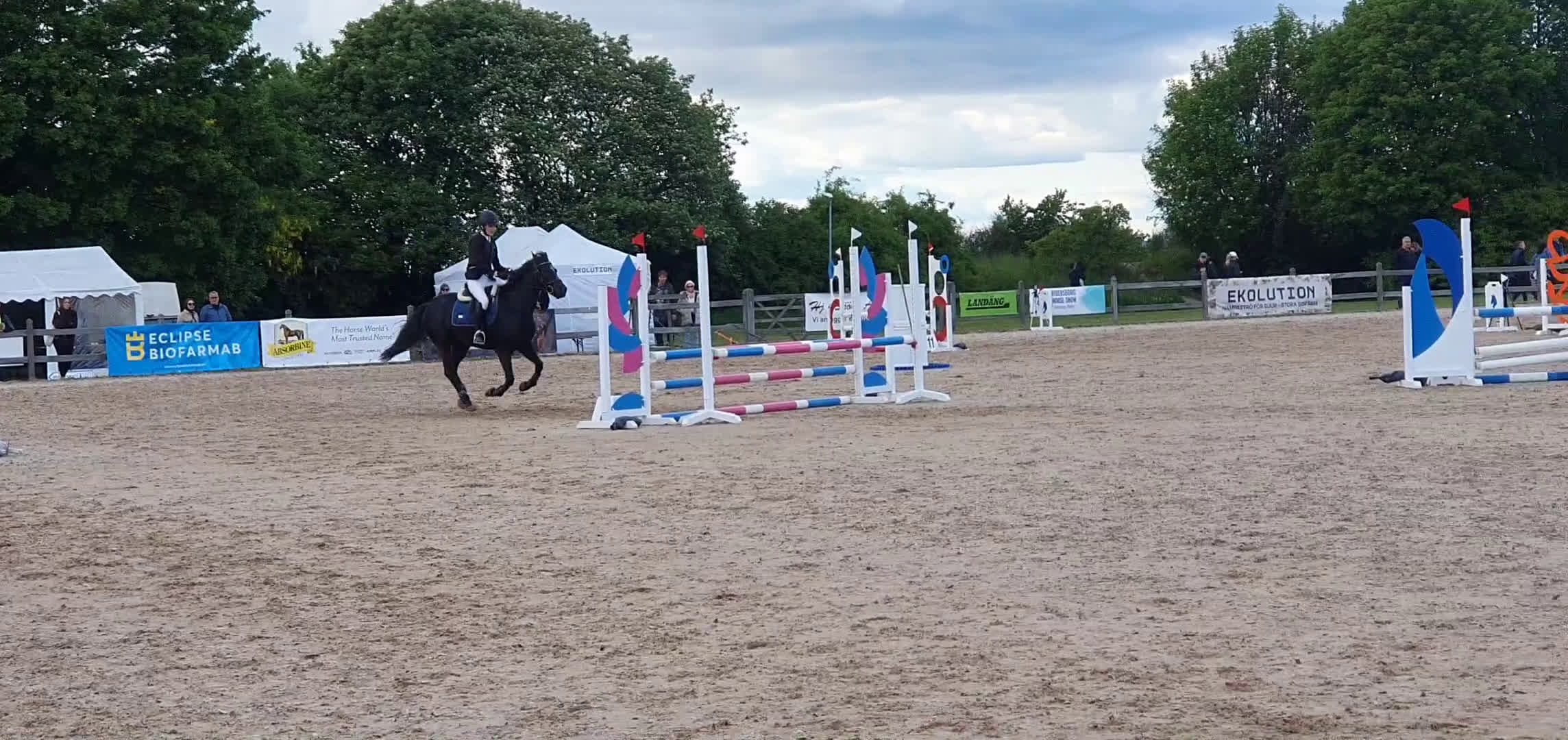 Hoppning hästar till salu: Bästa ponnyn söker ny kärleksfull familj  i Malmö - Video 1