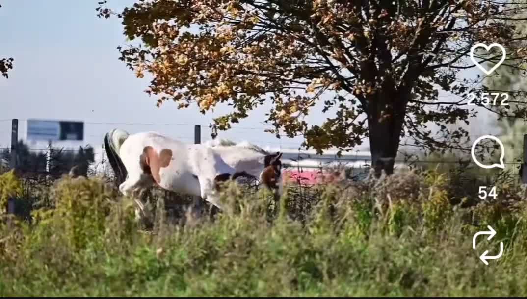 Avelshästar hästar till salu: Holsteinersto  - Video 1