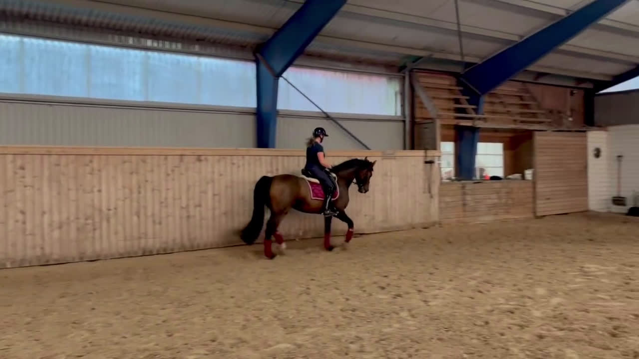 Dressyr hästar till salu: Vaken liten tjej i Laholm - Video 1