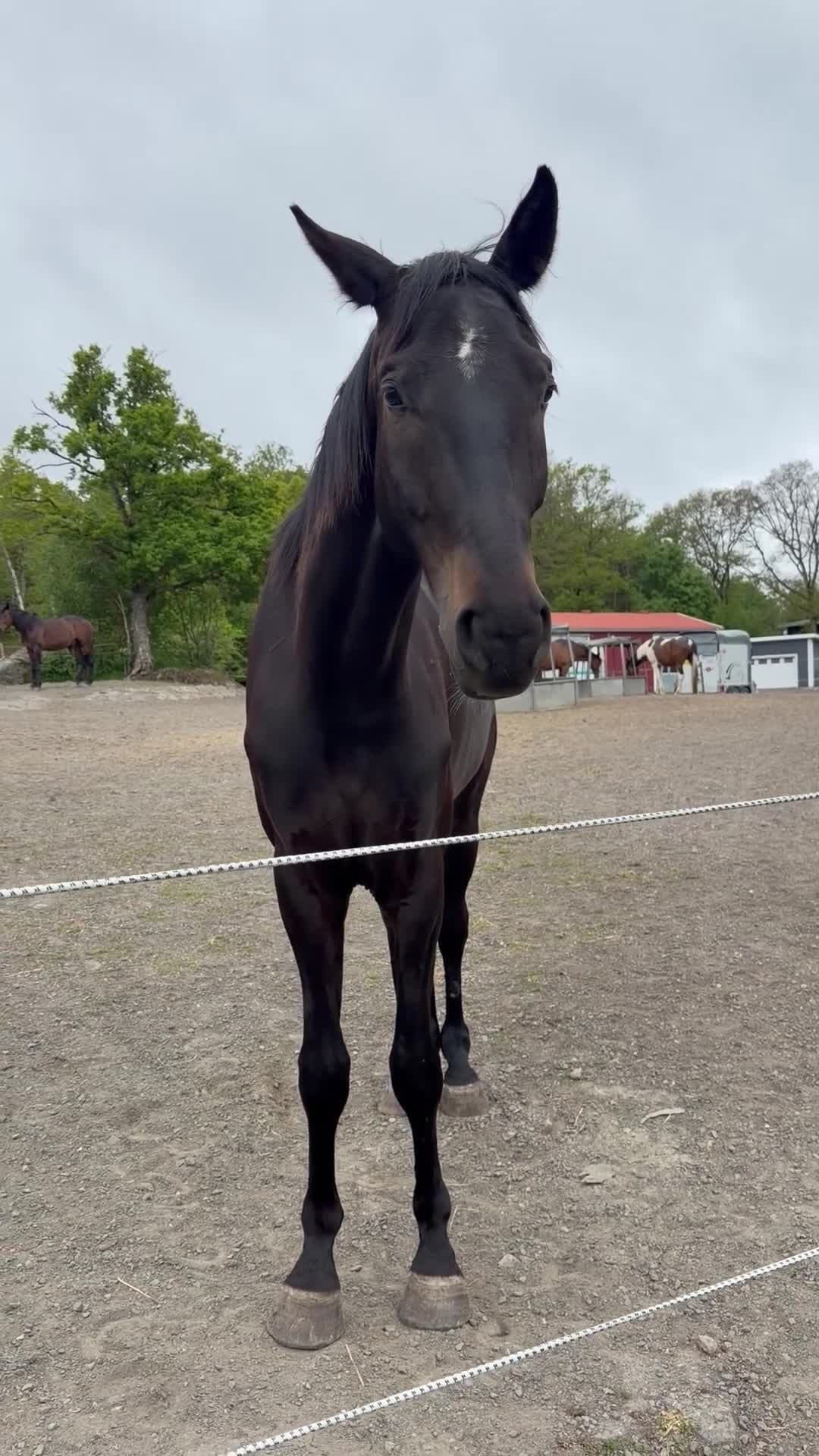 Allround hästar till salu: Charmig 5-årig valack med hjärtat på rätt ställe i Hovås - Video 4