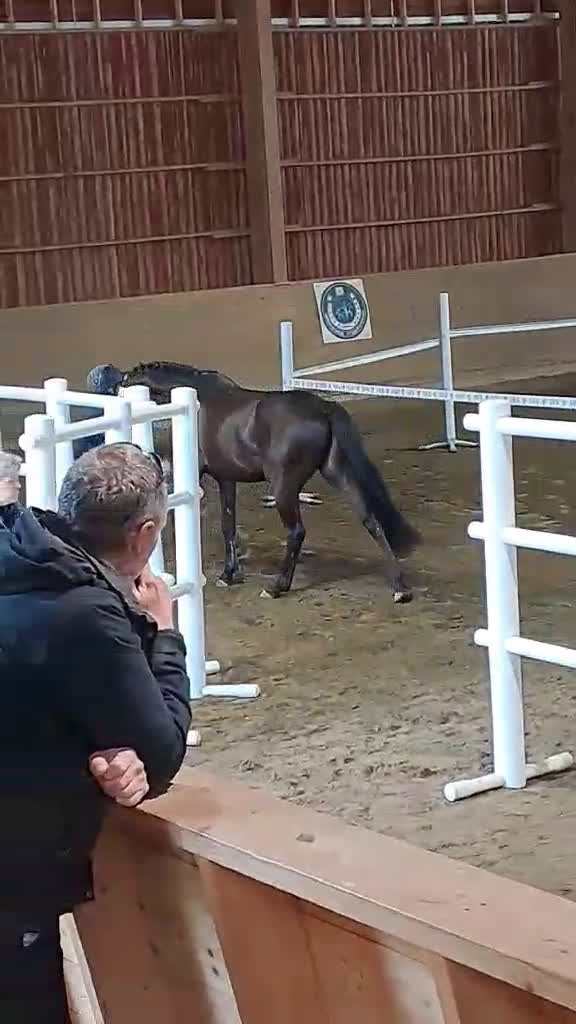 Dressyr hästar till salu: Dressyrtalang 5 årig valack e Americano GJ  i Skärhamn - Video 1
