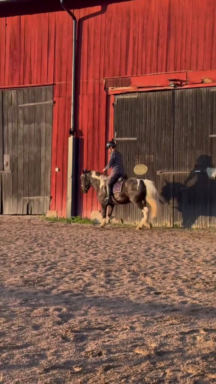 Allround hästar till salu: Vacker drömponny i Uppsala - Video 3