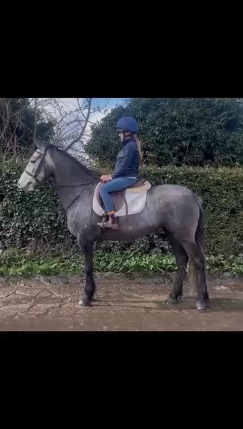 Allround hästar till salu: Vackert och tryggt 1:a klass connemarasto! 💜 - Video 1