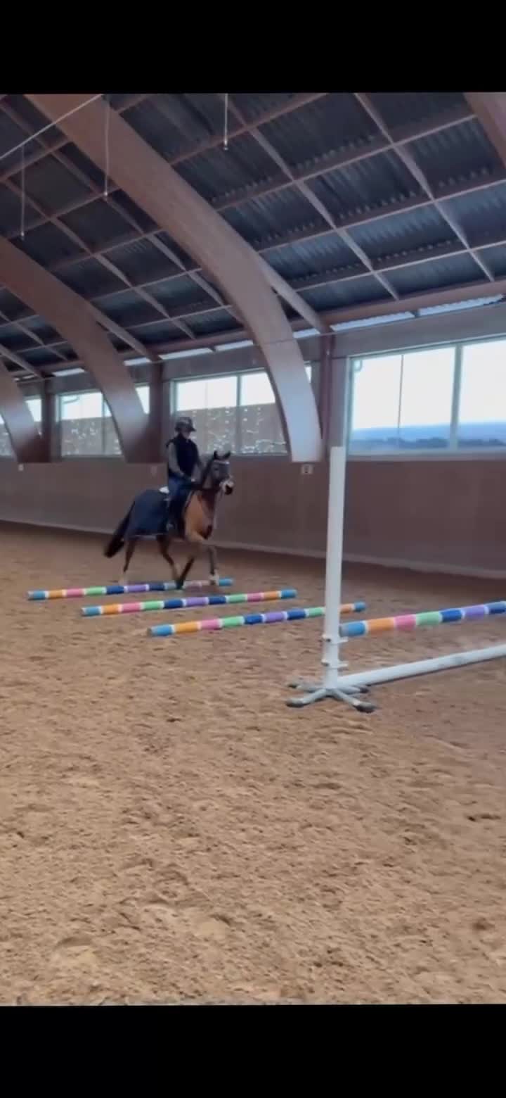 Allround hästar till salu: Erfaren D ponny söker sin bästa vän i Vallda - Video 1