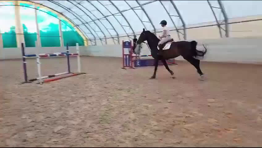 Hoppning hästar till salu: Karismatiskt diplomsto i Huskvarna - Video 2