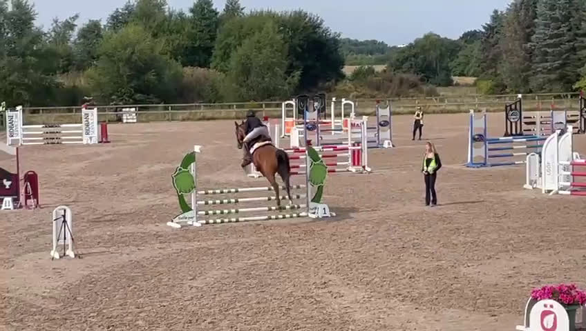 Hoppning hästar till salu: Världens snällaste valack med hög ridbarhet - Video 1