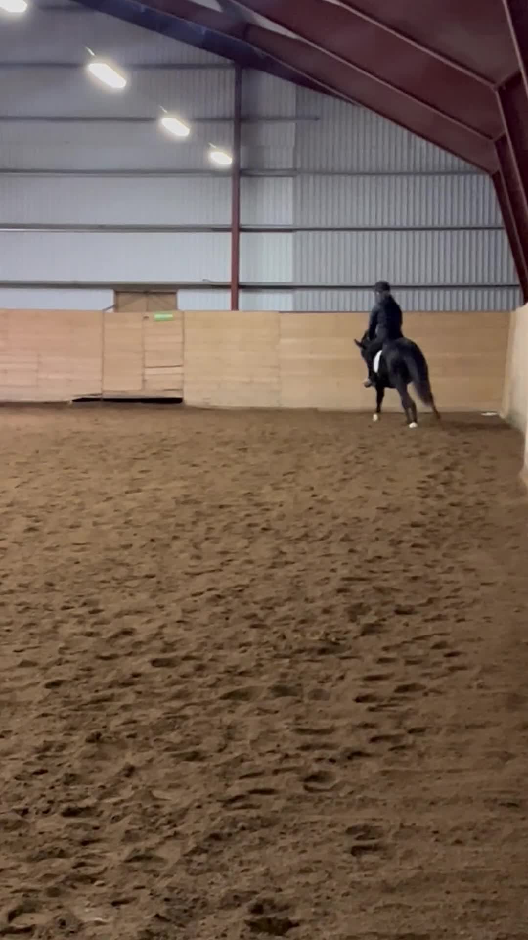 Hoppning hästar till salu: Lovande ungponny, e. Converse All star  - Video 4