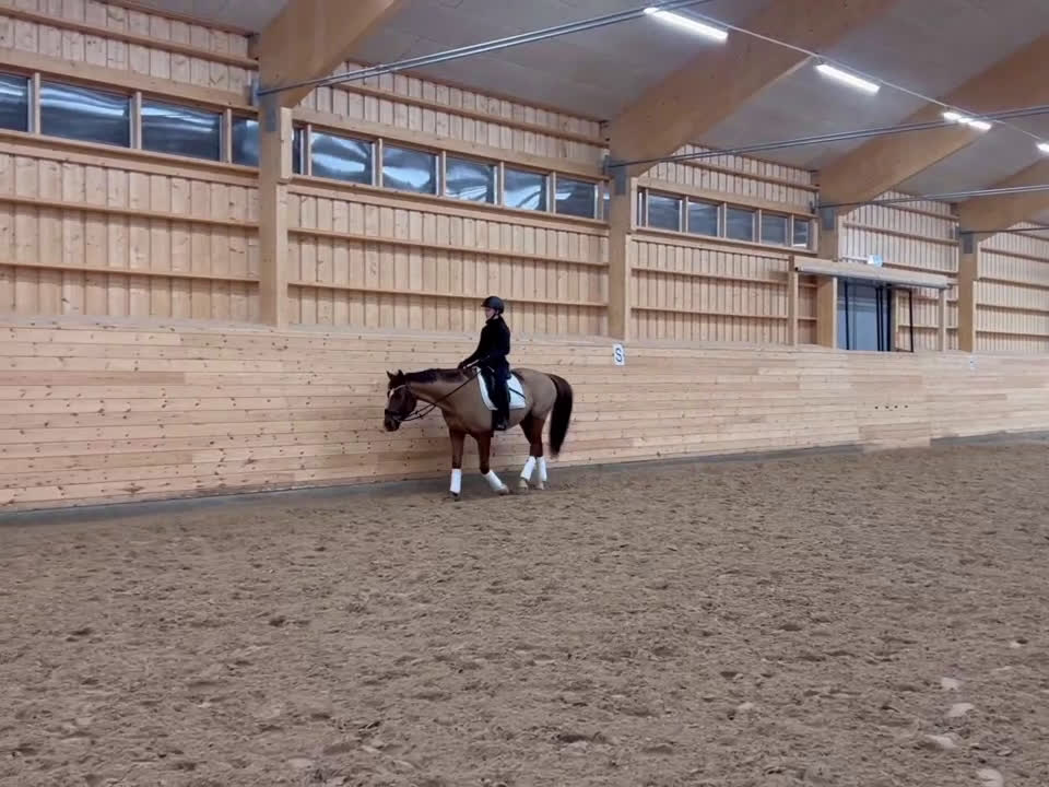 Dressyr hästar till salu: Lyxig hobbyhäst  i Täby - Video 1