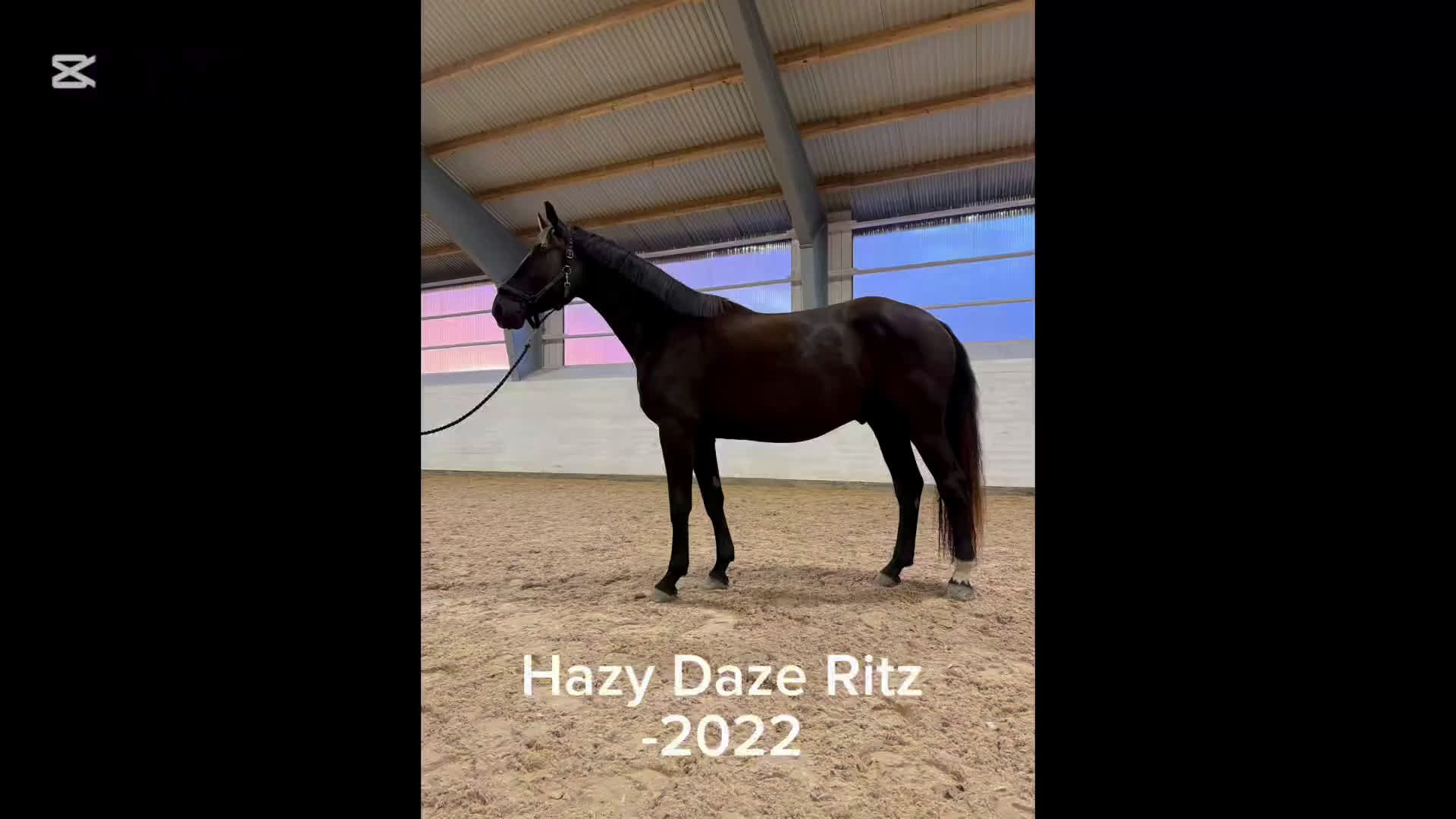 Dressyr hästar till salu: Social & trevlig 3-åring💫 - Video 1