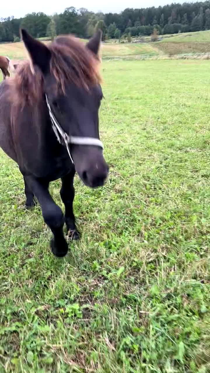 Allround hästar till salu: Allsidig hingstunge i Höör - Video 2