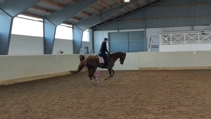 Dressyr hästar till salu: Vacker unghäst i Storvik - Video 1