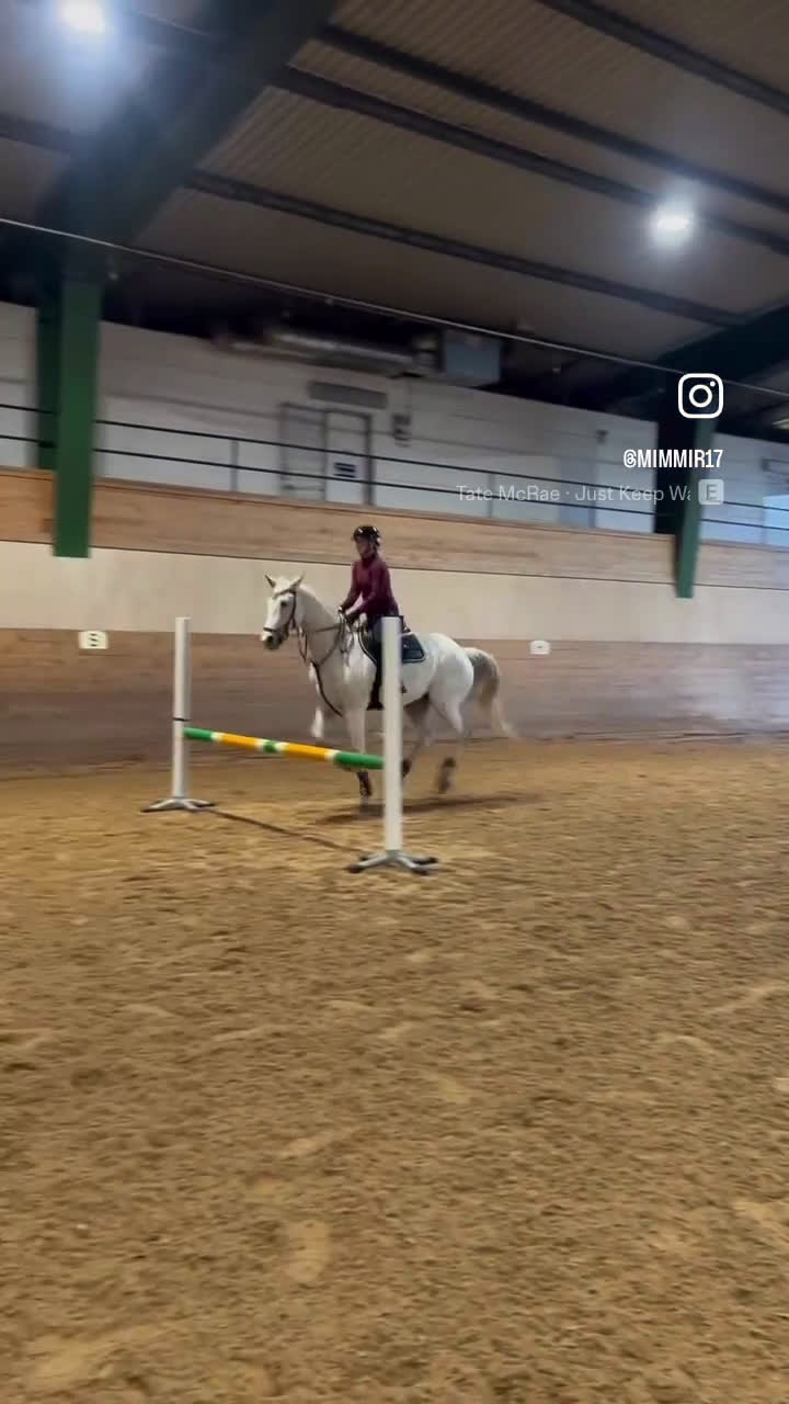 Allround hästar till salu: Eddie söker sin nya bästavän! - Video 3