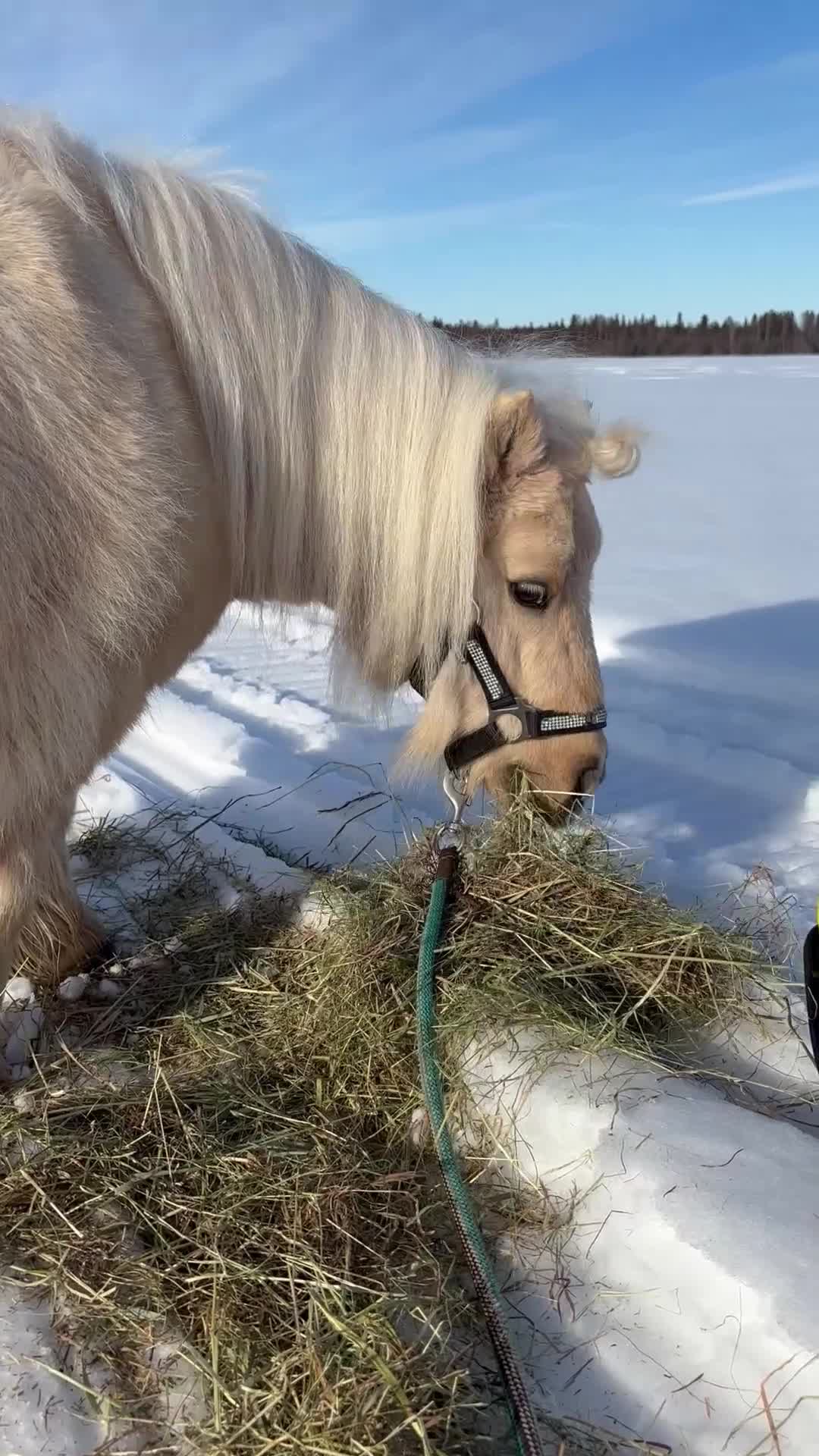 Övrigt hästar till salu: Supercharmig shettis i Luleå - Video 1