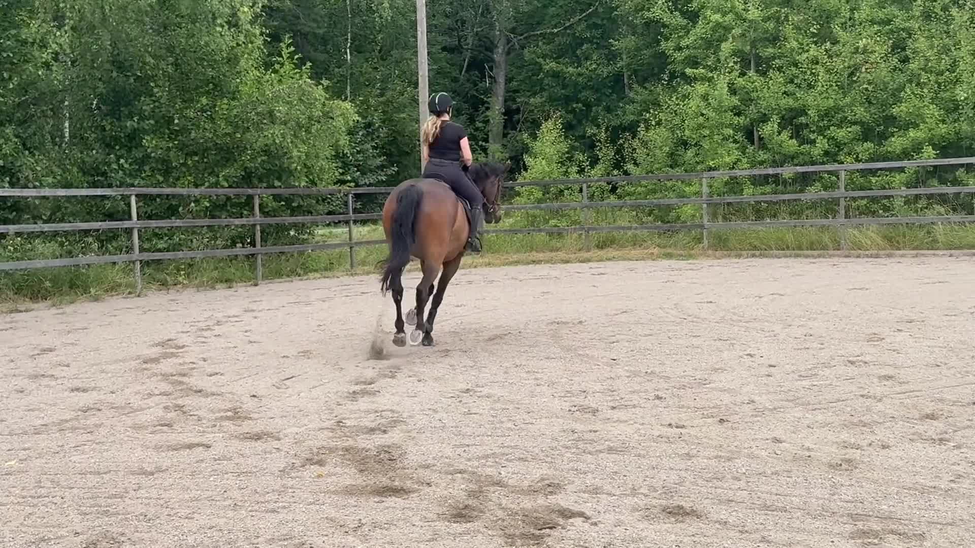 Allround hästar till salu: Lyxig skogsmulle i Arboga - Video 2