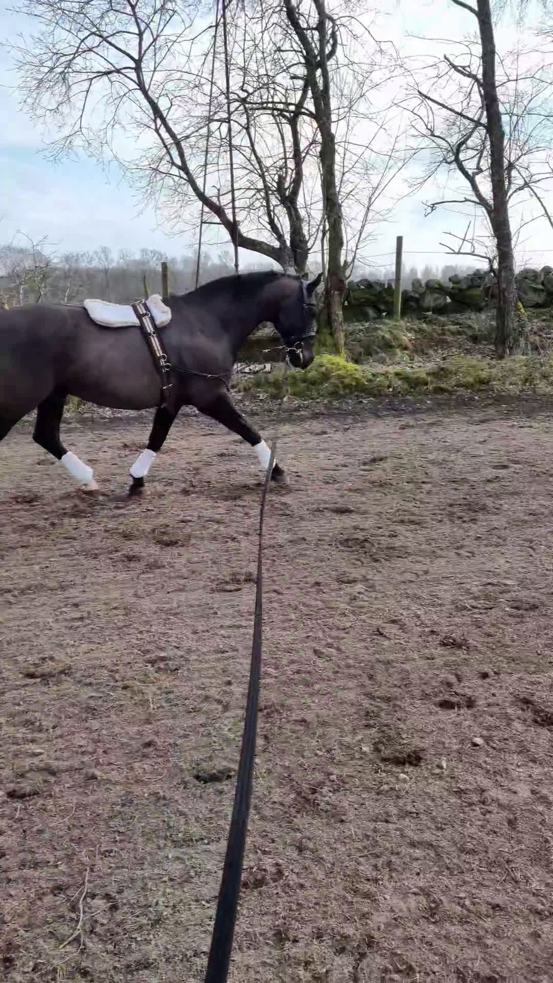 Dressyr hästar till salu: Snygg valak! i Östra Ljungby - Video 1