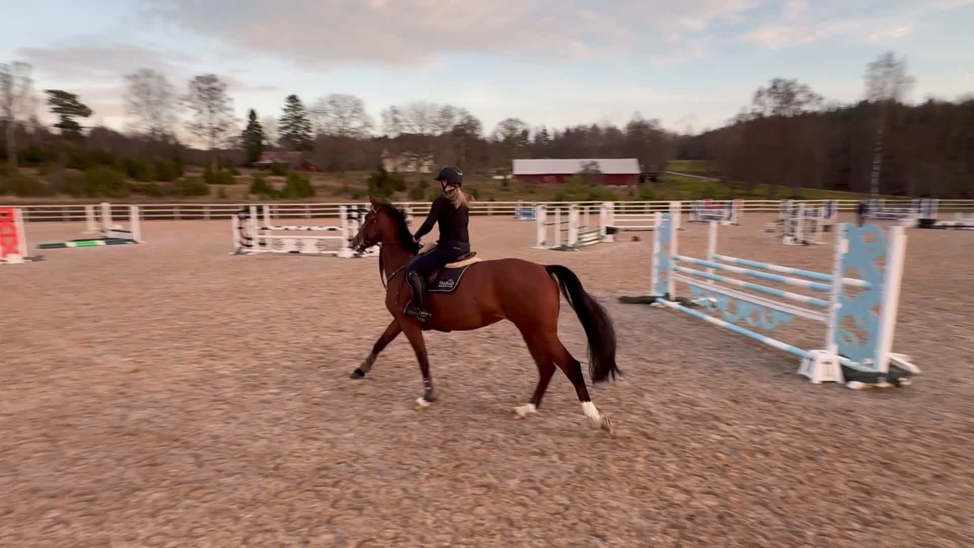 Allround hästar till salu: Supertrevligt allroundsto, framtida avel i Sandhem - Video 2