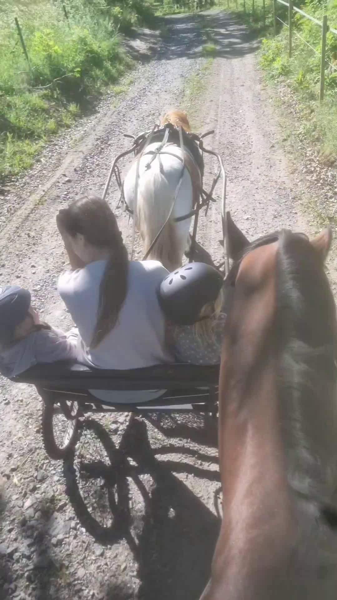 Hoppning hästar till salu: Underbart SWB sto  - Video 3