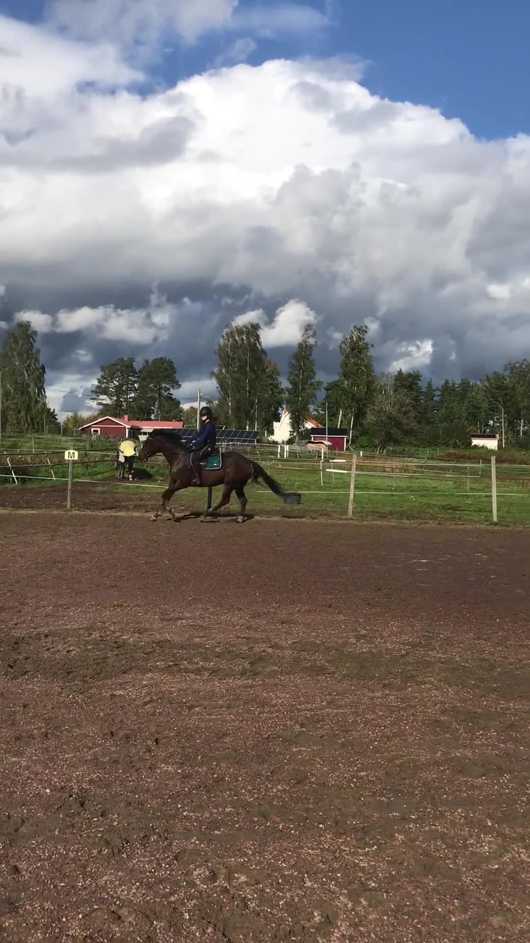 Allround hästar till salu: Fullblodsvalack i Karlstad - Video 1